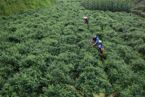 Cloverを植えるメリット・デメリットを徹底比較！失敗しない3つのコツ