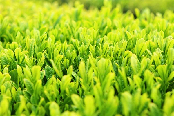 クリスマスツリーの蜘蛛対策！家に入れる前にやるべき5つのこと