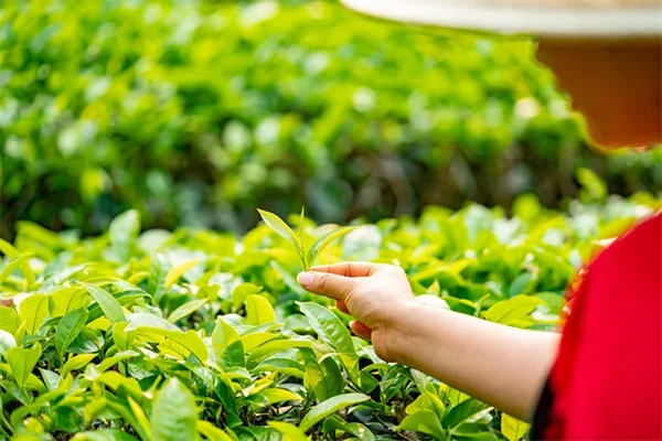花の害虫と病気の症状、見分け方と今すぐできる対策